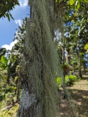 Ramalina anceps