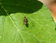 Nomada furva
