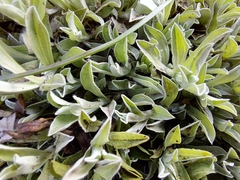 Helichrysum albirosulatum