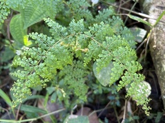 Odontosoria aculeata