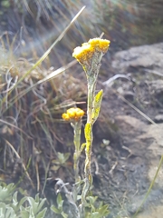 Helichrysum albirosulatum
