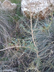 Aloysia gratissima