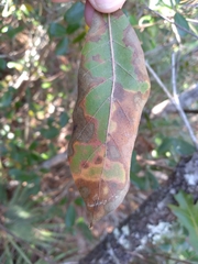 Quercus incana