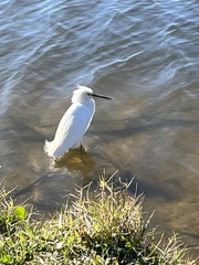 Egretta thula