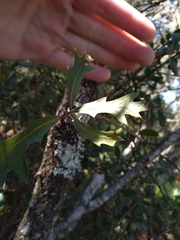 Quercus incana