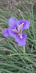Iris unguicularis
