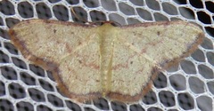 Idaea craspedota