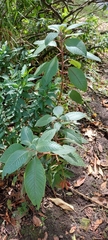 Fuchsia boliviana