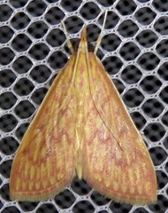 Ecpyrrhorrhoe damastesalis