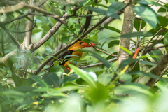 Pelargopsis amauroptera