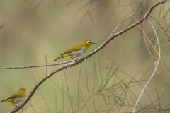 Zosterops simplex erwini