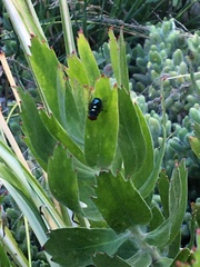 Chrysomya chloropyga