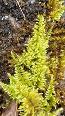 Ctenidium molluscum