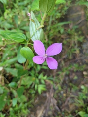 Arthrostemma ciliatum