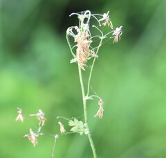 Thalictrum venulosum