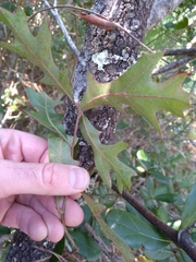 Quercus incana