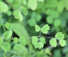 Thalictrum venulosum