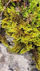 Ctenidium molluscum