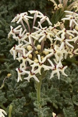 Glandularia parodii