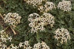 Glandularia parodii