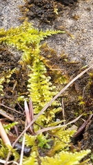 Ctenidium molluscum