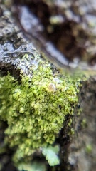 Bacidia rubella