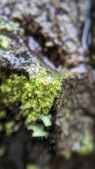Bacidia rubella