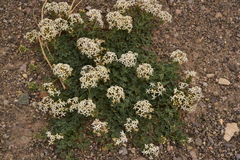 Glandularia parodii