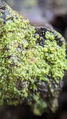 Bacidia rubella