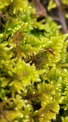 Ctenidium molluscum