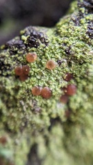 Bacidia rubella