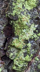 Bacidia rubella