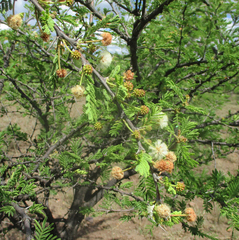 Vachellia luederitzii