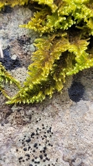 Ctenidium molluscum