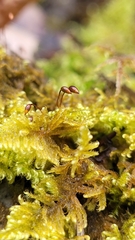Ctenidium molluscum
