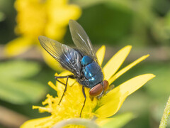 Lucilia porphyrina