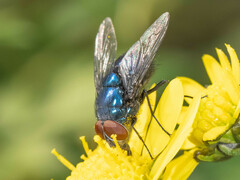 Lucilia porphyrina