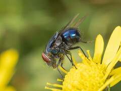 Lucilia porphyrina