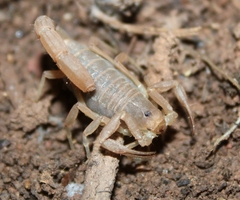 Paravaejovis confusus