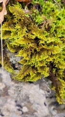 Ctenidium molluscum