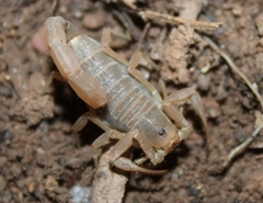 Paravaejovis confusus