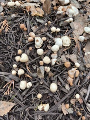 Agaricomycotina