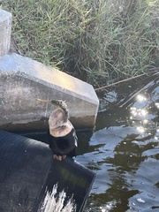 Anhinga anhinga