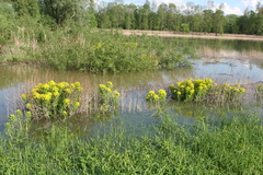 Euphorbia palustris