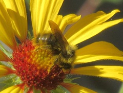 Bombus mixtus