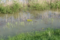 Euphorbia palustris