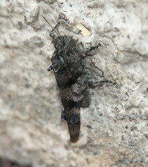 Oedipoda