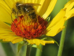 Bombus mixtus