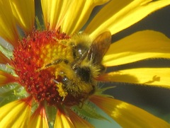 Bombus mixtus