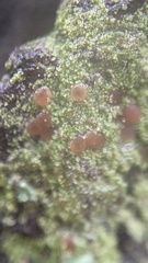 Bacidia rubella